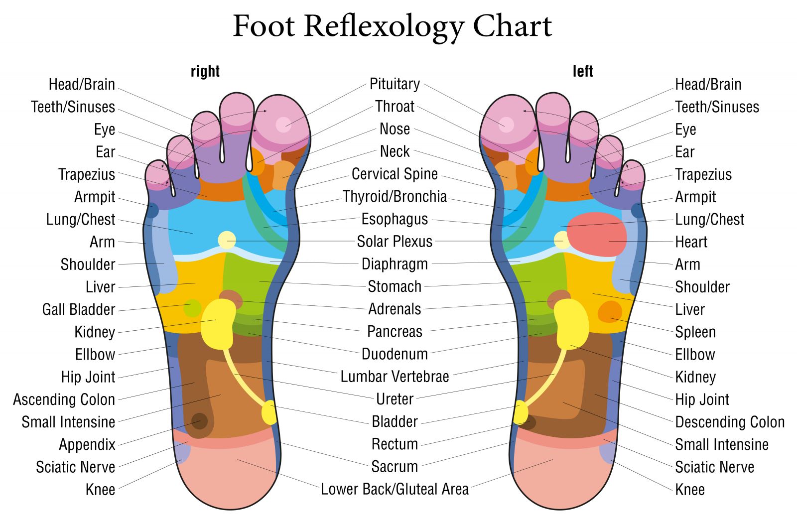Carte des pieds de la réflexologie plantaire